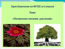 Презентация к уроку биологии 6 класс Почвенное питание растений