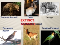 Презентация Extinct animals к УМК FORWARD (7 класс)