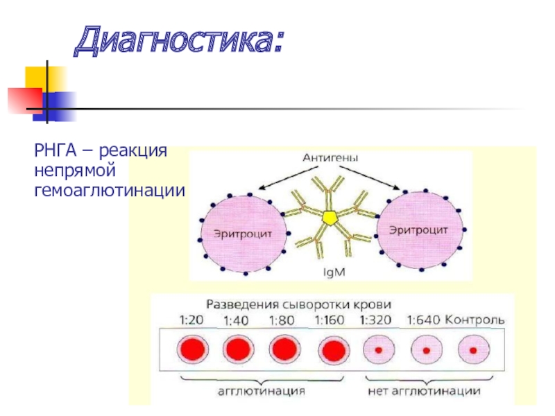 Рнга микробиология схема