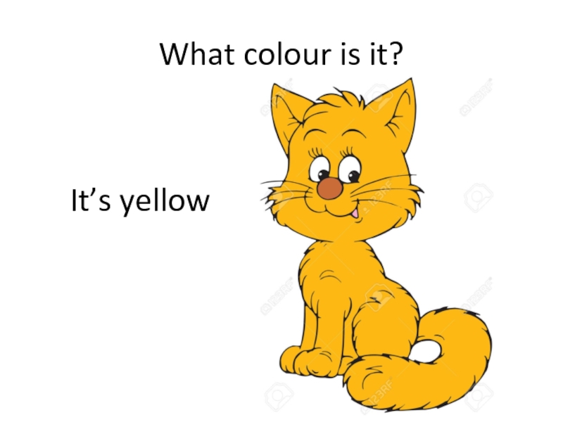 Игры желтый кот