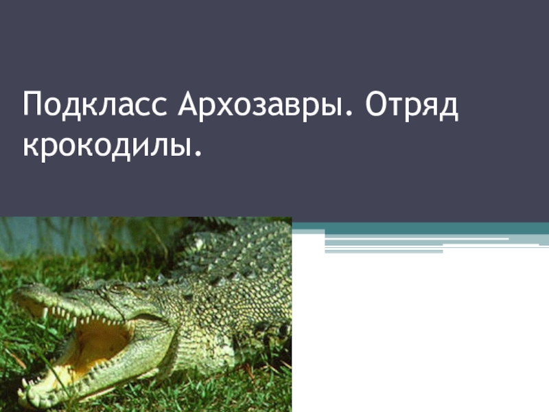 Презентация:  Подкласс Архозавры. Отряд крокодилы.