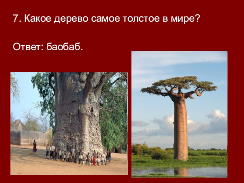 Воспользуйтесь текстом живет на свете баобаб ответы. Самое толстое дерево. Самое толстое дерево в мире. Баобаб дерево. Толстое дерево баобаб.