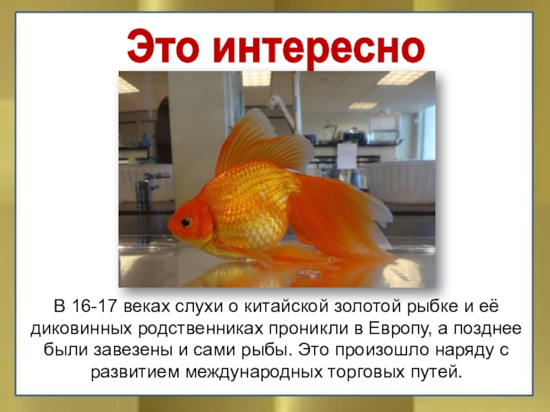 Это интересноВ 16-17 веках слухи о китайской золотой рыбке и её диковинных родственниках проникли в Европу, а