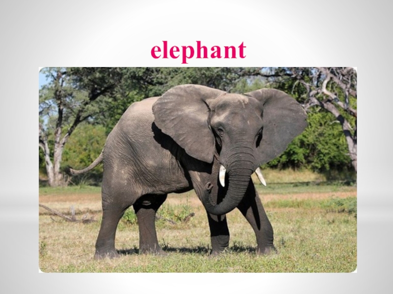 Живой слон цена. Слоны обитают. Слон живет. Где живет слон. Где живут слоники.