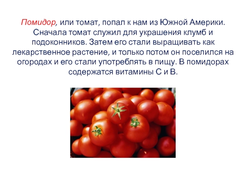 Помидор, или томат, попал к нам из Южной Америки. Сначала томат служил для украшения клумб и подоконников.
