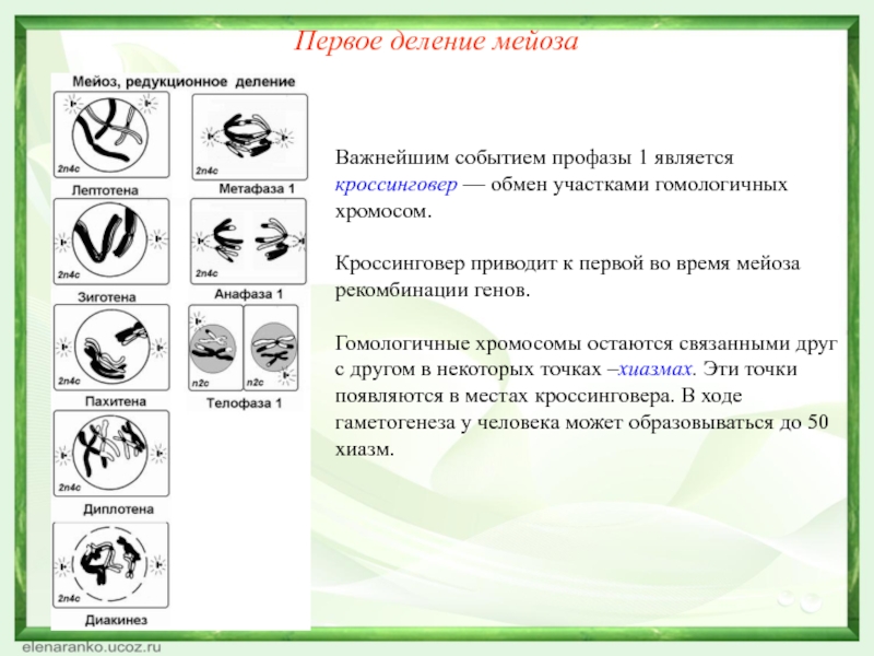 Тетрады в мейозе