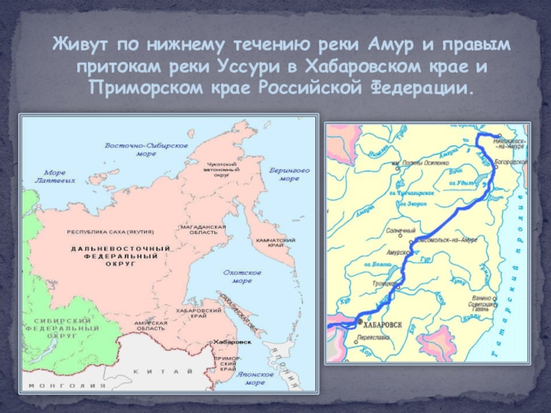 Живут по нижнему течению реки Амур и правым притокам реки Уссури в Хабаровском крае и Приморском крае