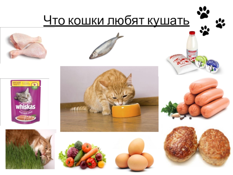 Картинки что ест кошка для детей