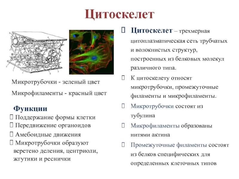 Каким номером на рисунке обозначен органоид относящийся к цитоскелету