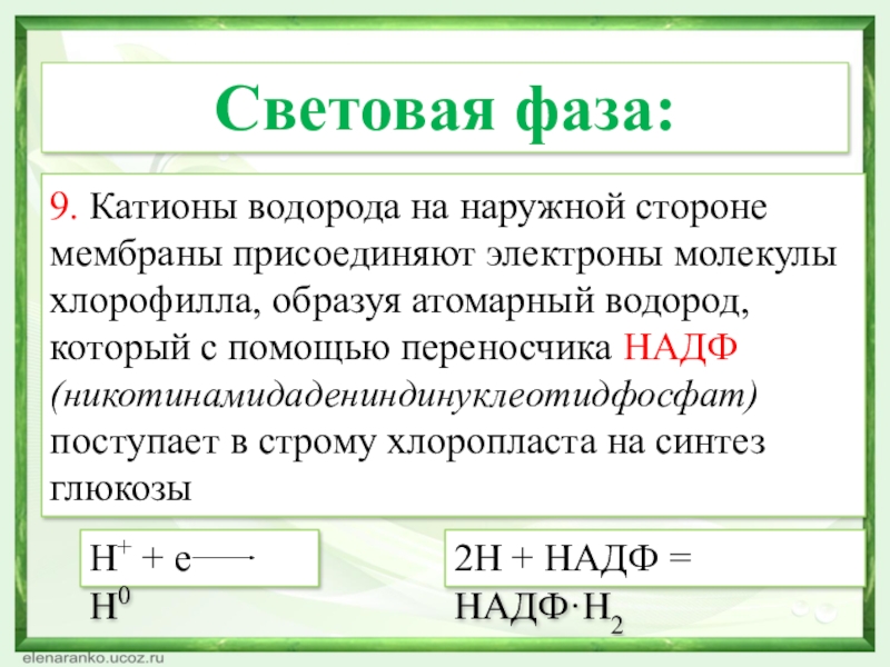 9. Катионы водорода на наружной стороне мембраны присоединяют электроны молекулы хлорофилла, образуя атомарный водород, который с помощью