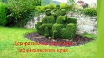 Декоративные растения Забайкальского края