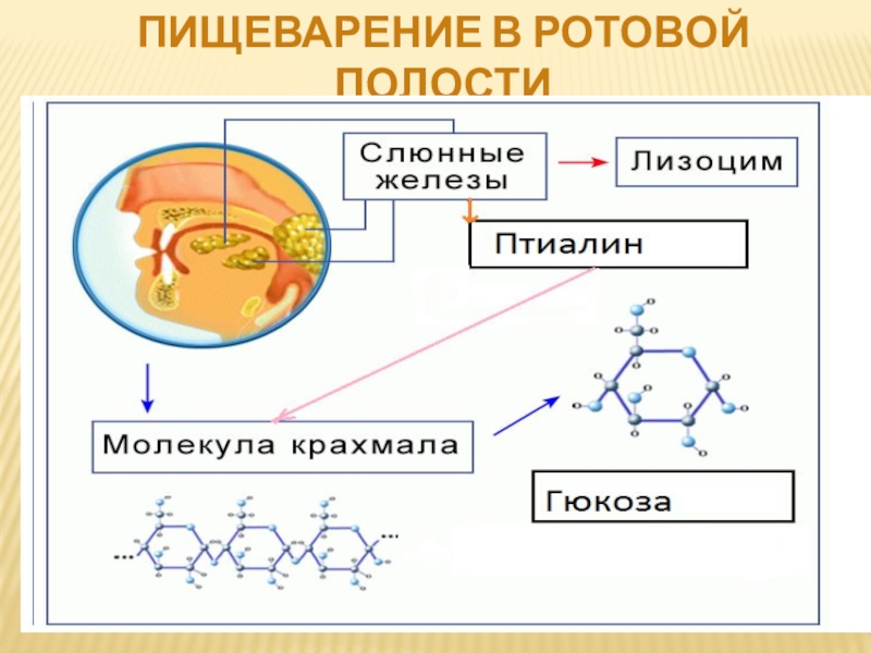 Пищеварение в ротовой полости презентация