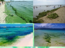 Презентация по биологии на тему Водоросли (5 класс)