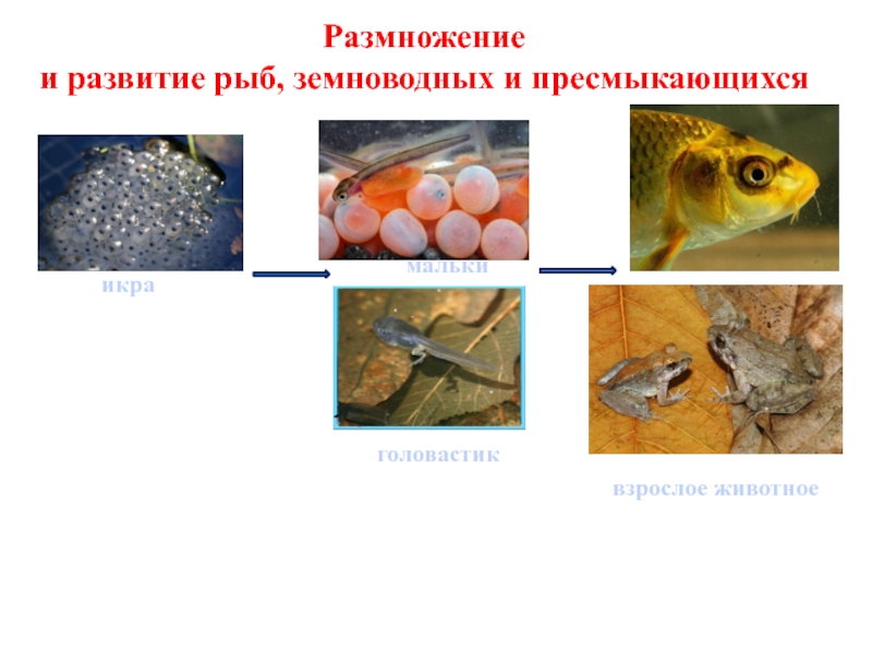 Размножение животных рыбы. Икринка малек рыба. Развитие животных. Размножение и развитие земноводных. Этапы развития рыбы.