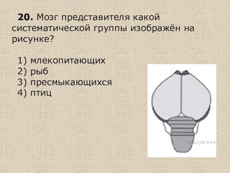 На рисунке изображен представитель класса. Мозг представителя какой систематической группы. Мозг представителя группы изображён на рисунке. Предстовитель какой систематической группы изображён на фотографии. Представитель какой группы изображён на рисунке.