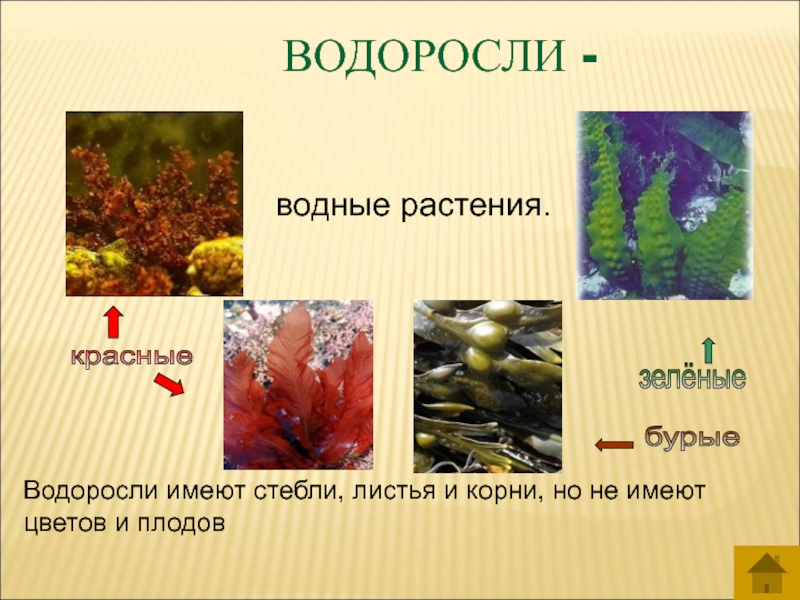 У водорослей имеется. Водоросли 3 класс. Разнообразие растений водоросли. Разнообразие растений 3 класс водоросли. Видовое название водорослей.