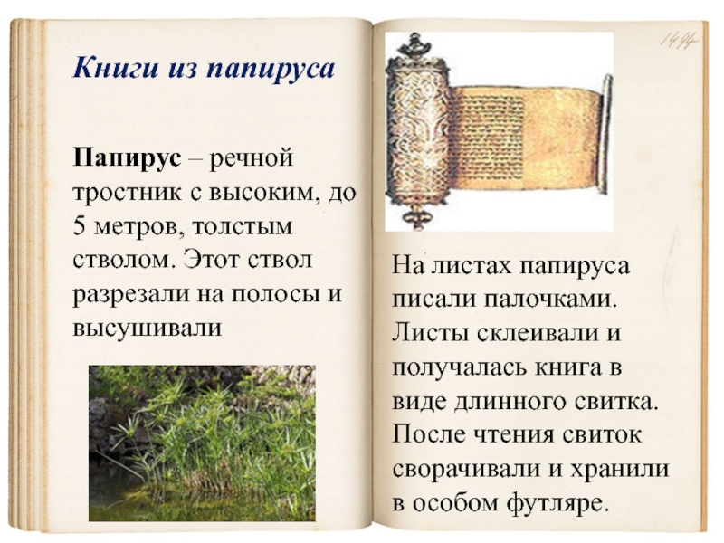 Книги из папируса Папирус – речной тростник с высоким, до 5 метров, толстым стволом. Этот ствол разрезали
