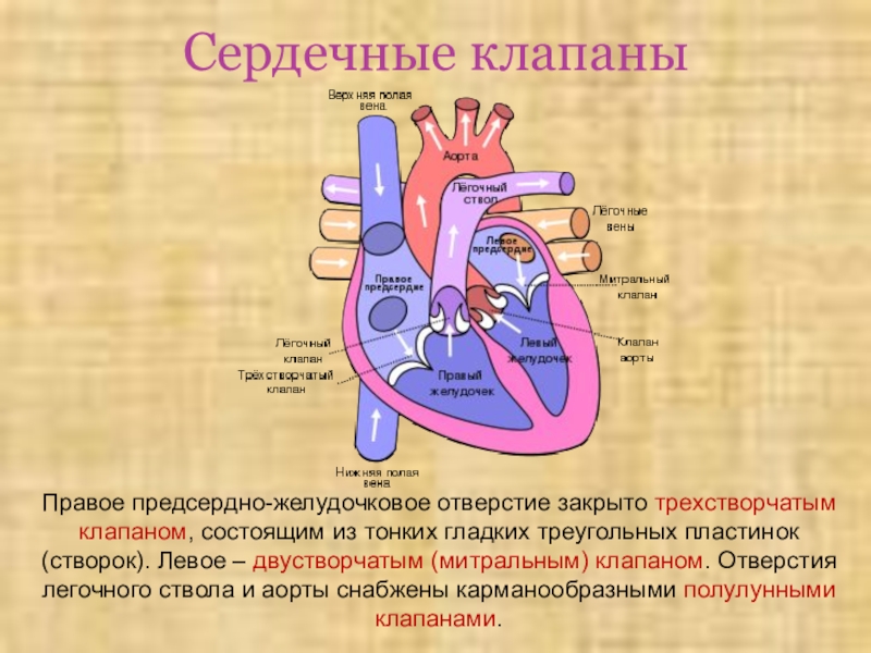 Левые и правые клапаны. Клапаны сердца правый предсердно желудочковый клапан. Правое предсердно-желудочковое отверстие. Левое предсердно-желудочковое отверстие. Превое предсердножелудочковое олтверстие.