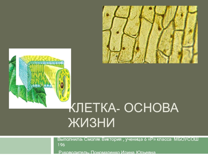 Проект по биологии на тему клетка