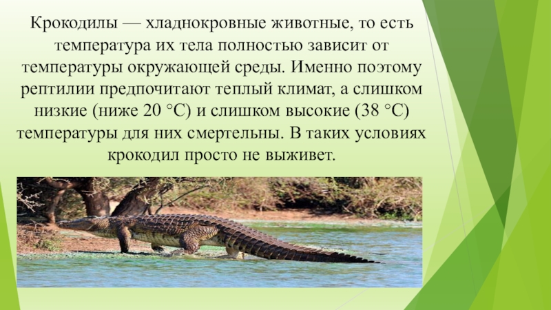 Крокодил класс животных. Крокодилы теплокровные или холоднокровные. Крокодил хладнокровный. Крокодил Теплокровный или хладнокровный. Хладнокровное животное крокодил.