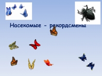 Презентация по биологии  Насекомые - рекордсмены 7 класс