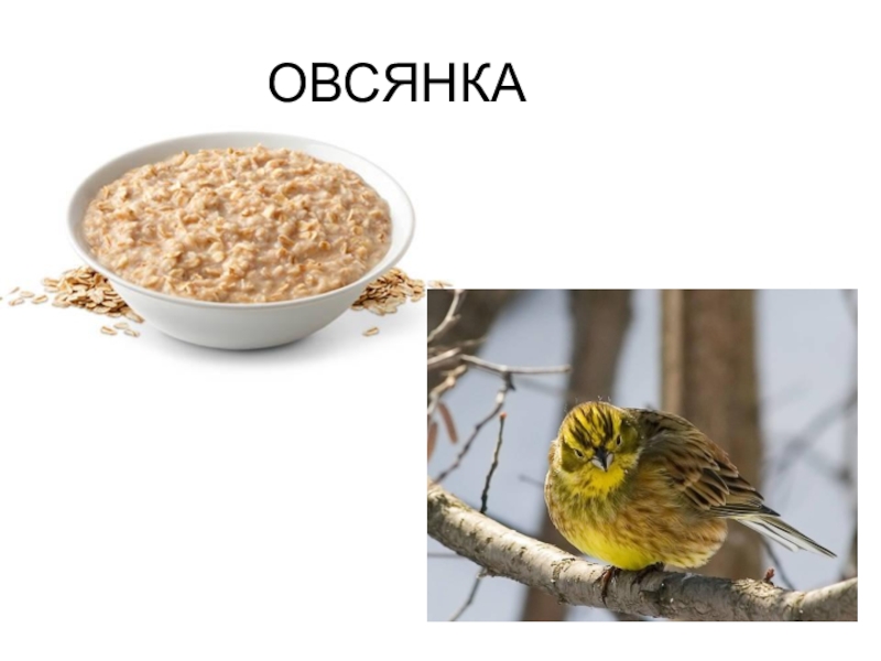 Овсяная каша мемы