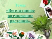 Презентация по биологии 6класс на тему Вегетативное размножение растений