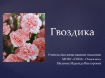 Презентация по биологии на тему Селекция растений. Гвоздика.