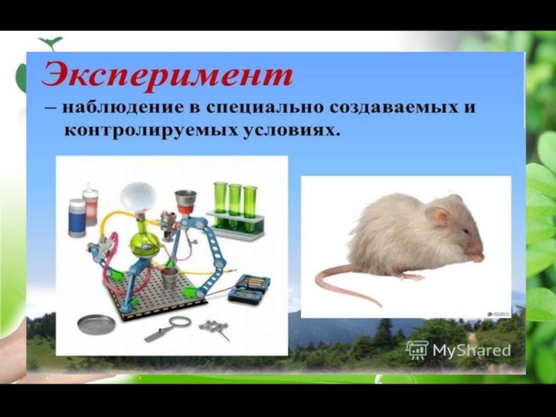 Методы изучения живой природы описание 5 класс. Эксперимент в биологии 5 класс презентация. Методы исследования живой природы 5 класс биология. Метод эксперимент в природе. Эксперимент это метод исследования в биологии 5 класс.