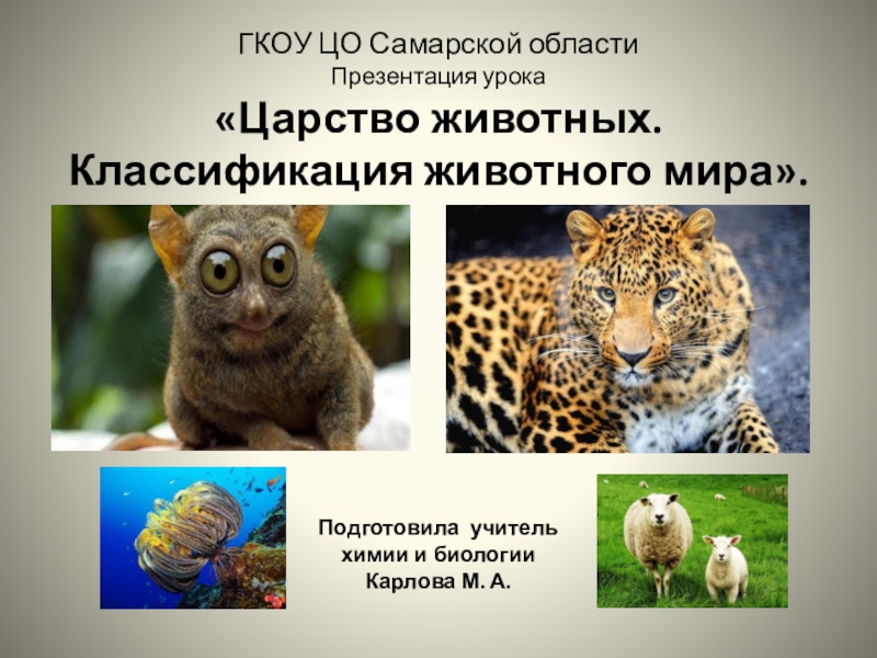 Презентация Презентация урока Царство животных. Классификация животного мира.