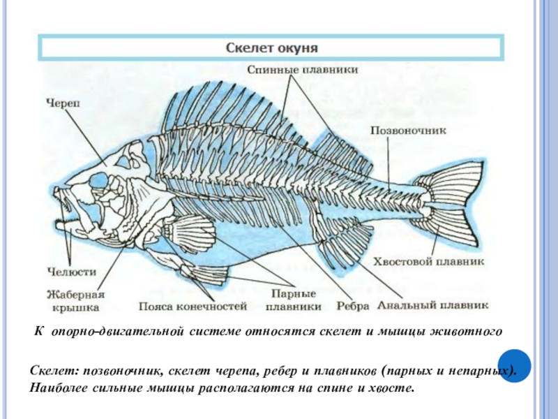 Скелет рыбы рисунок биология 7 класс