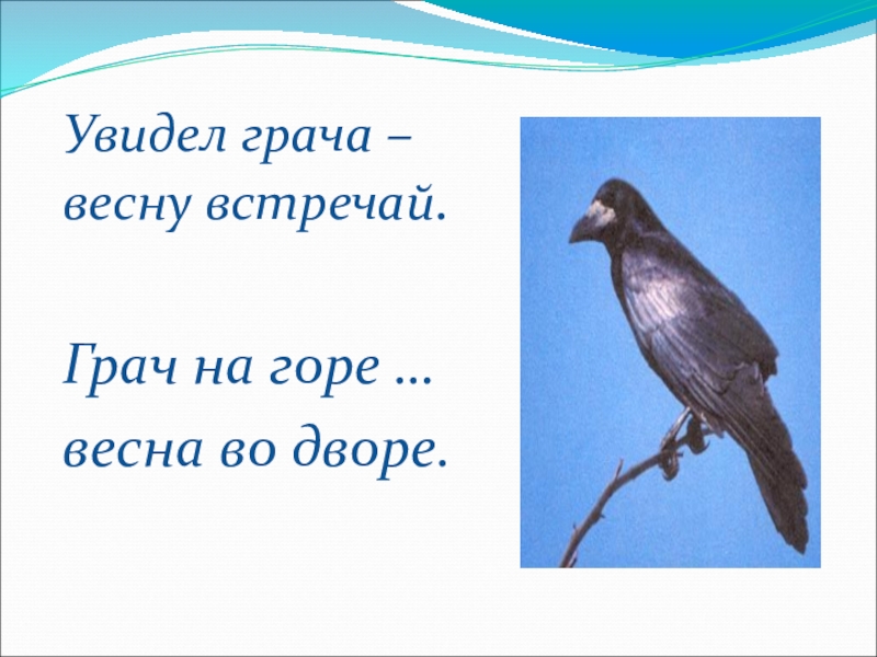 Поговорки о грачах. Увидел Грача весну встречай. Пословицы о Грачах. Увидел Грача весну встречай пословица. Увидел Грача весну встречай рисунок.