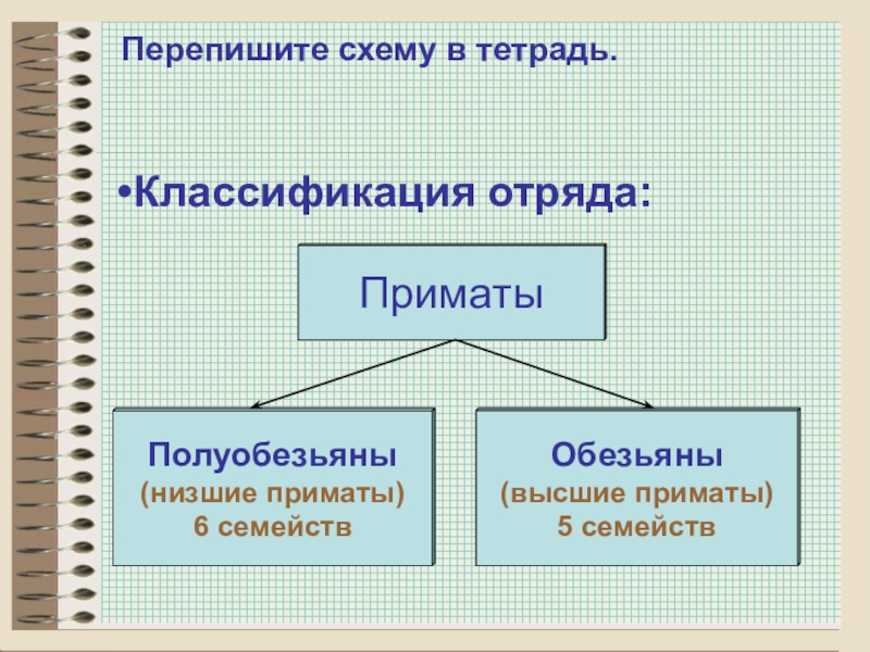 Презентация биология 8 класс 8 вид приматы