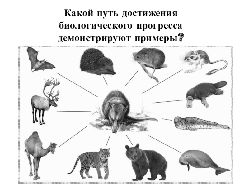 Биологический прогресс примеры. Гаттерия биологический Прогресс или регресс. Виды находящиеся в состоянии биологического прогресса. ЗУБР биологический Прогресс или регресс.