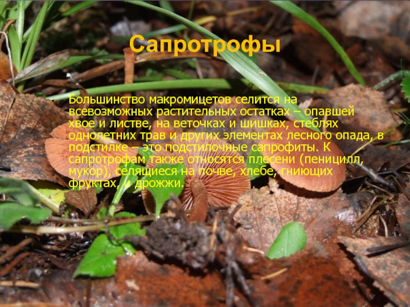 СапротрофыБольшинство макромицетов селится на всевозможных растительных остатках – опавшей хвое и листве, на веточках и шишках, стеблях