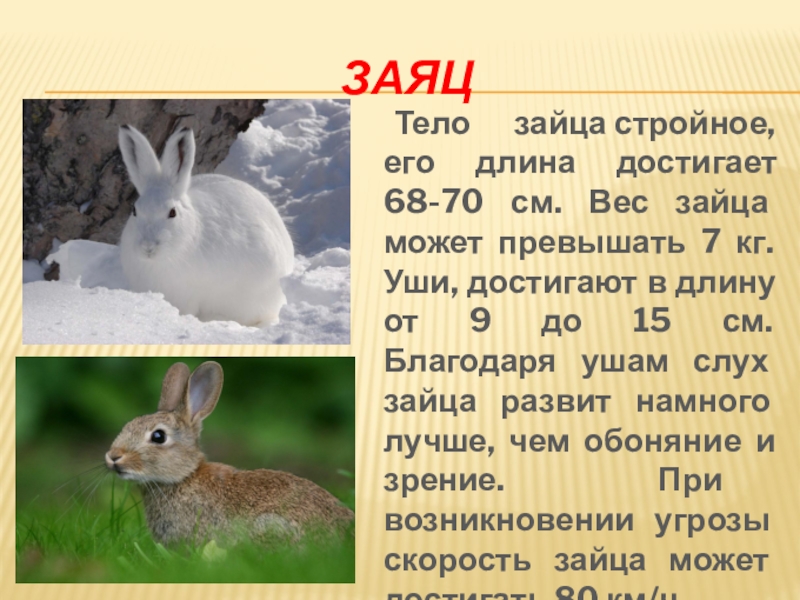 Тело зайца русака