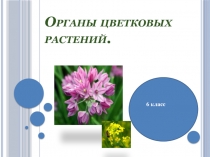 Презентация по биологии на тему:ОРГАНЫ ЦВЕТКОВЫХ РАСТЕНИЙ