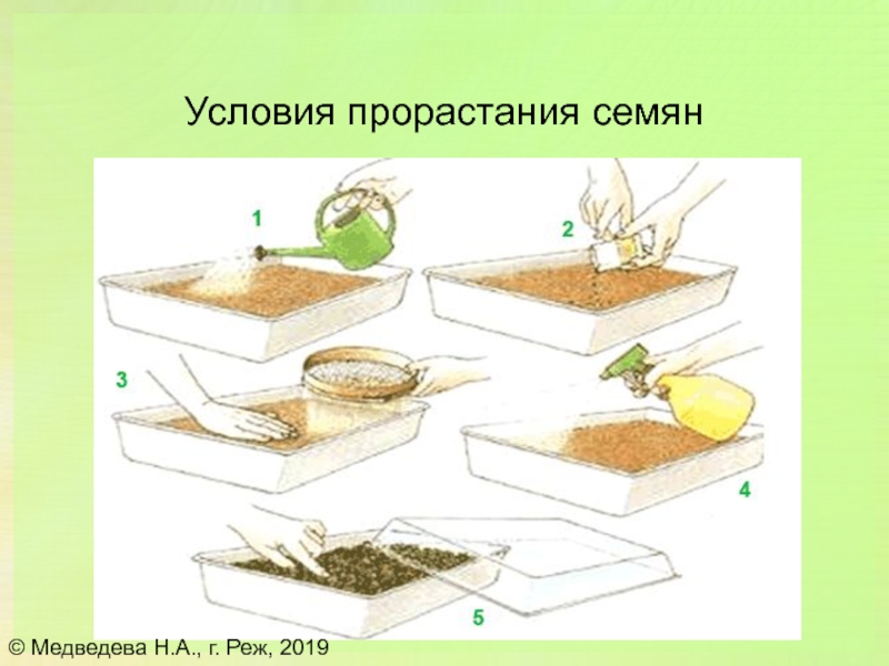 Презентация посадка семян для дошкольников