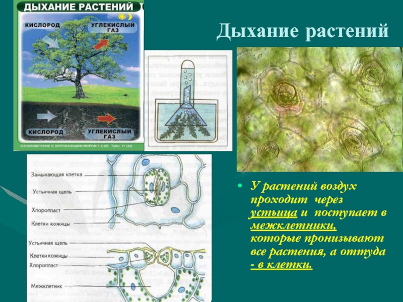 Презентация 6 класс биология дыхание