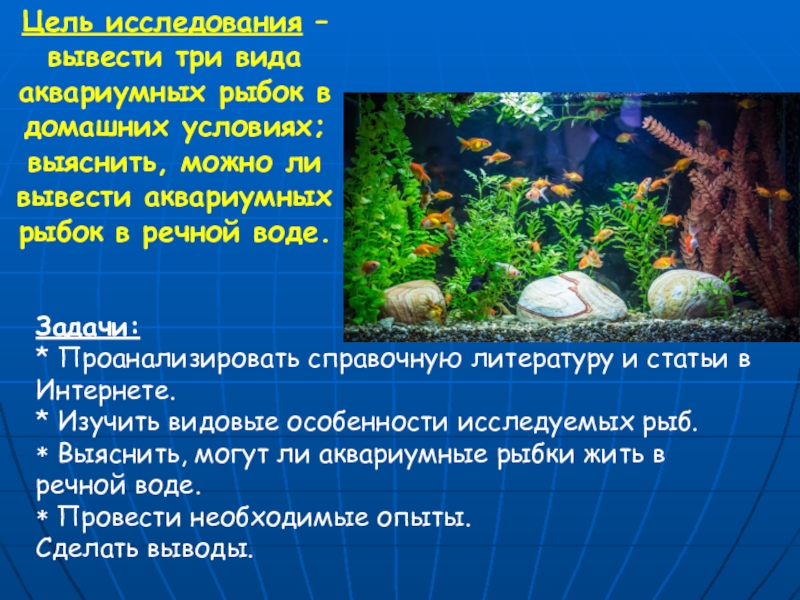 Реферат: Разведение и содержание аквариумных рыб с элементами исследования