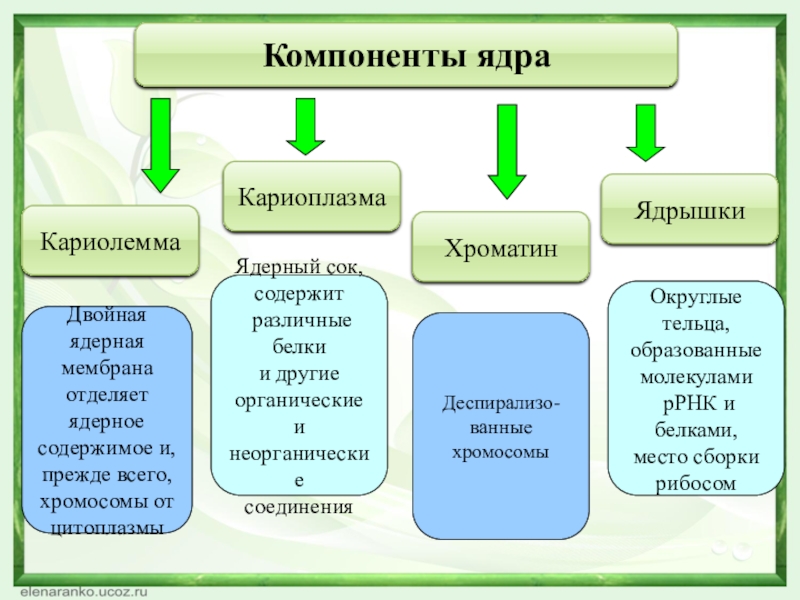 Кариоплазма. Кариолемма. Кариолемма и кариоплазма. Компоненты ядра. Ядерная оболочка кариолемма.