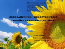 Презентация по биологии Подсолнечник –представитель семейства сложноцветных