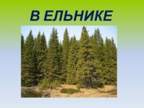 Презентация по окружающему миру по теме: В ельнике, 2 класс.