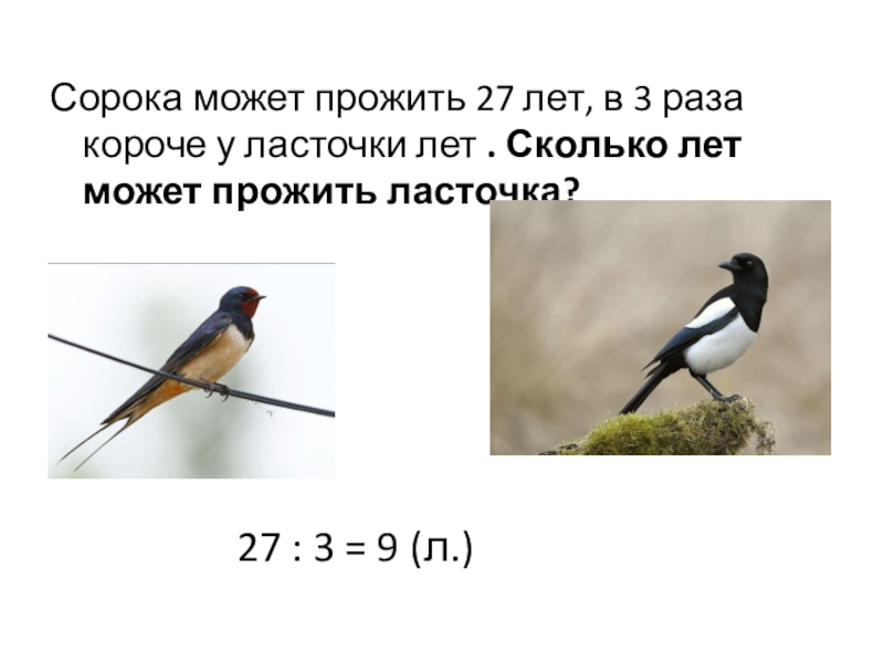 Короче раз. Сколько может прожить Ласточка. Сорока может прожить 27 лет Ласточка в 3 раза. Сколько лет живут сороки. Сорока может прожить 27 лет.