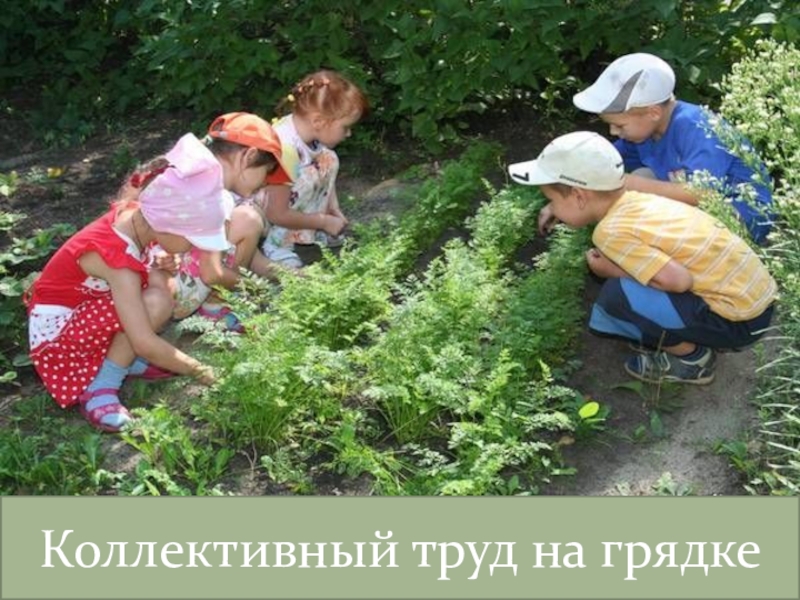 Труд видео. Труд на участке в детском саду. Огород для детей в детском саду. Экскурсия в огород детского сада. Труд в огороде в детском саду.