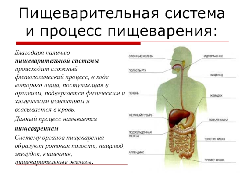 Наличие пищеварительной системы