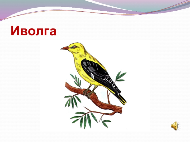 Составить из иволга. Иволга. Иволга на белом фоне для детей. Иволга карточка для детей. Иволга эмблема.