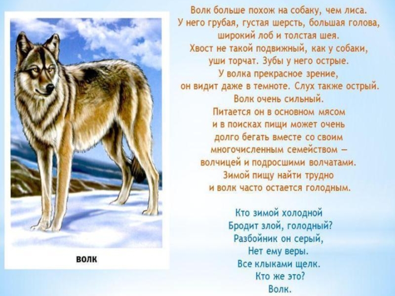 Речь дикого. Голодный как волк. Голодный как волк очень голодный. Голодный как волк значение. Я голодный как волк.