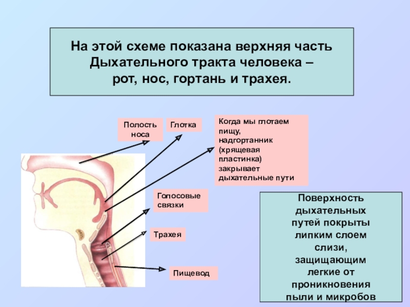 Верхние дыхательные пути презентация