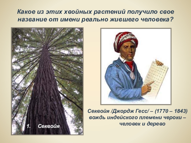 Дерево 7 букв. Секвойя (вождь). Секвойя Джордж Гесс. Секвойя вождь племени Чероки. Секвойя индеец вождь.